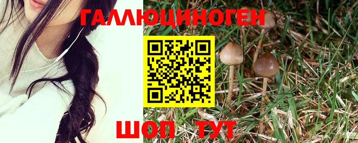 Псилоцибиновые грибы MAGIC MUSHROOMS  купить наркотики сайты  Кинешма 